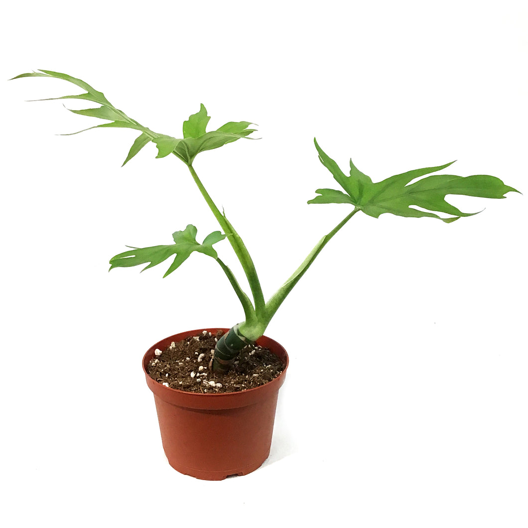 Philodendron, 6in, Warszewiczii