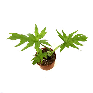 Philodendron, 6in, Warszewiczii