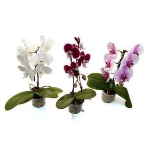 Orchid, 3.5in, Mini Swan