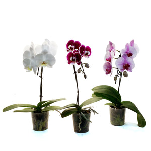 Orchid, 3.5in, Mini Swan