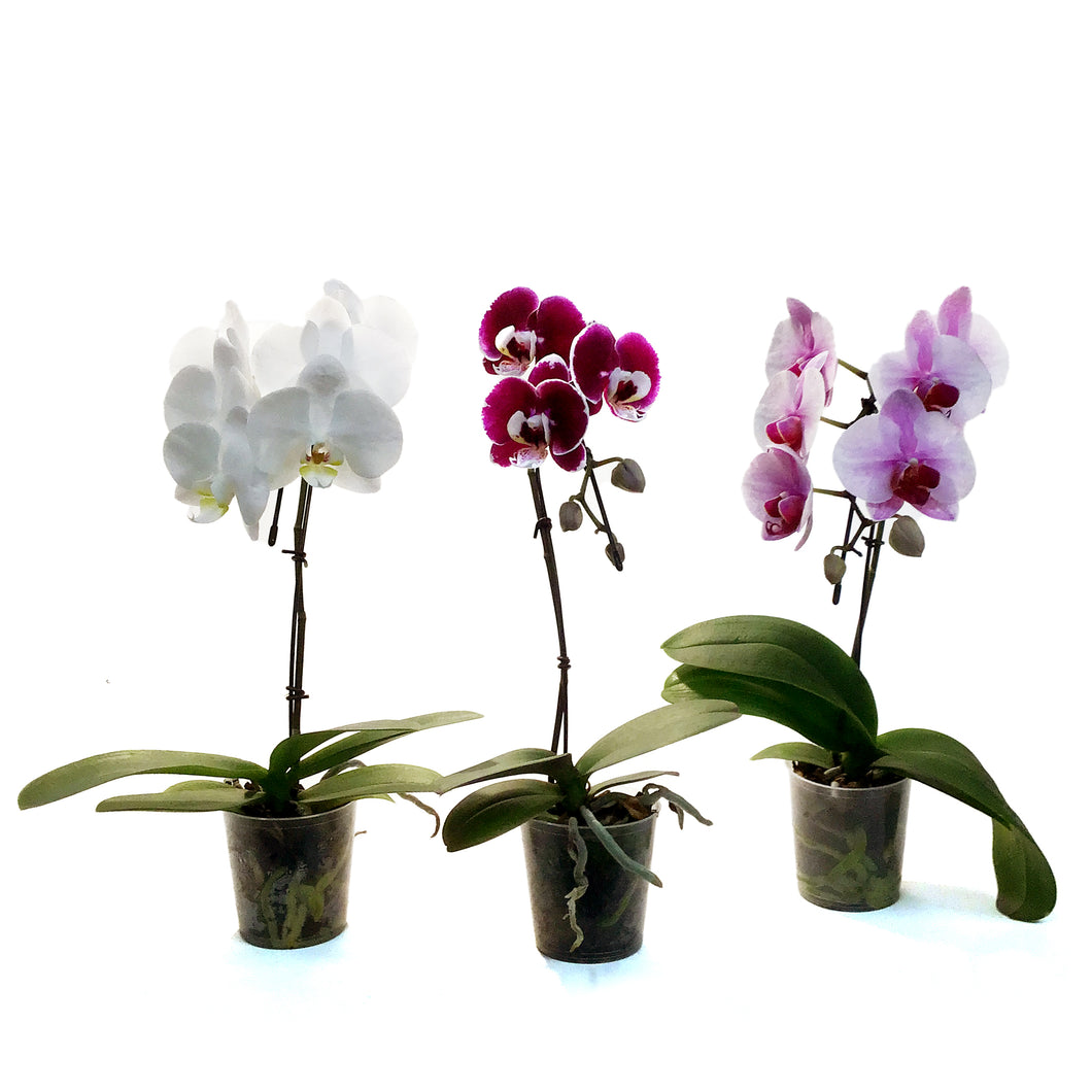 Orchid, 3.5in, Mini Swan