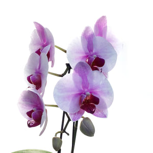 Orchid, 3.5in, Mini Swan