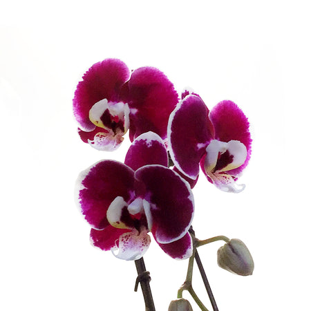 Orchid, 3.5in, Mini Swan