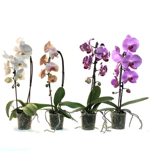 Orchid, 5in, Cascading