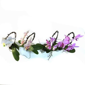 Orchid, 5in, Cascading