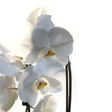 Load image into Gallery viewer, Orchid, 5in, Cascading
