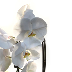 Orchid, 5in, Cascading