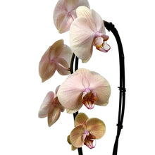 Load image into Gallery viewer, Orchid, 5in, Cascading
