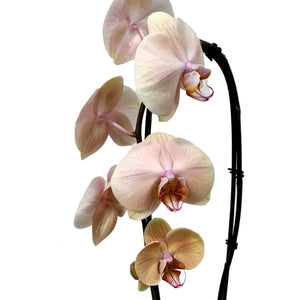 Orchid, 5in, Cascading