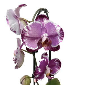 Orchid, 5in, Cascading