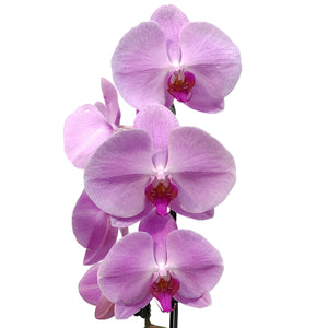 Orchid, 5in, Cascading