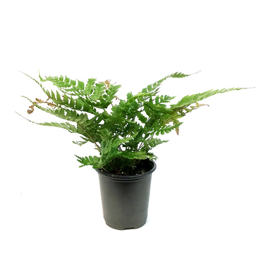 Fern, 3.5in, Autumn