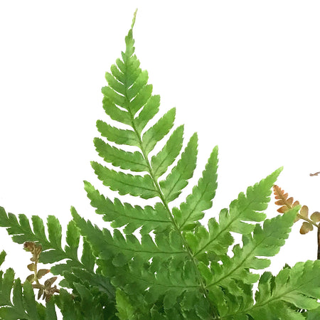 Fern, 3.5in, Autumn