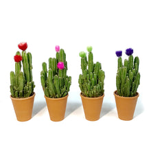 Load image into Gallery viewer, Cactus, 2.5in, Grafted, Fairy
