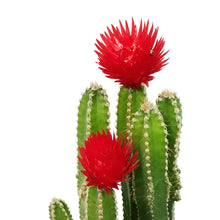 Load image into Gallery viewer, Cactus, 2.5in, Grafted, Fairy
