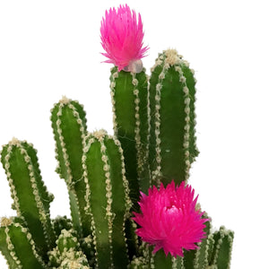 Cactus, 2.5in, Grafted, Fairy