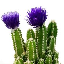 Load image into Gallery viewer, Cactus, 2.5in, Grafted, Fairy
