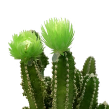 Load image into Gallery viewer, Cactus, 2.5in, Grafted, Fairy
