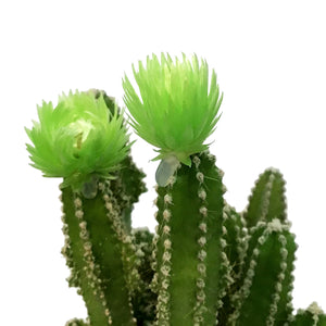 Cactus, 2.5in, Grafted, Fairy