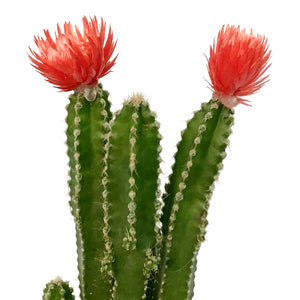 Cactus, 2.5in, Grafted, Fairy