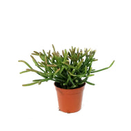 Rhipsalis, 2.5in , Hatiora
