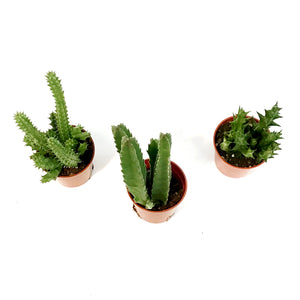 Succulent, 2in, Stapelia, Huernia, Orbea