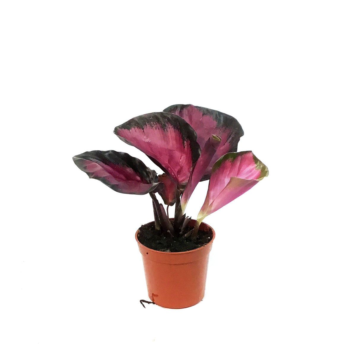 Calathea, 2.5in, Purple Rose