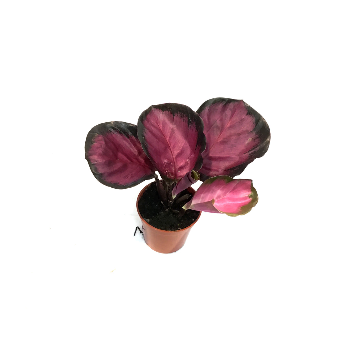 Calathea, 2.5in, Purple Rose