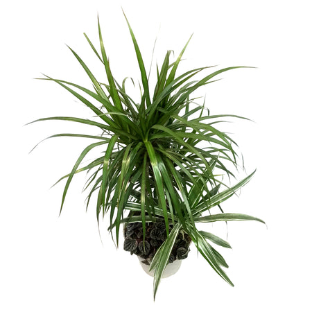 Tropical Planter, 4 Plants