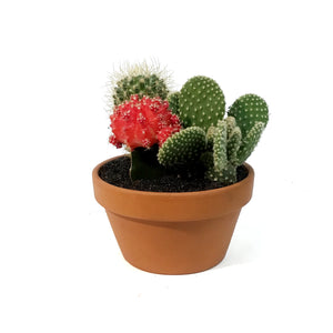 Cactus, 5in, Garden in Terracotta