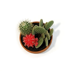 Cactus, 5in, Garden in Terracotta