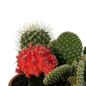 Cactus, 5in, Garden in Terracotta