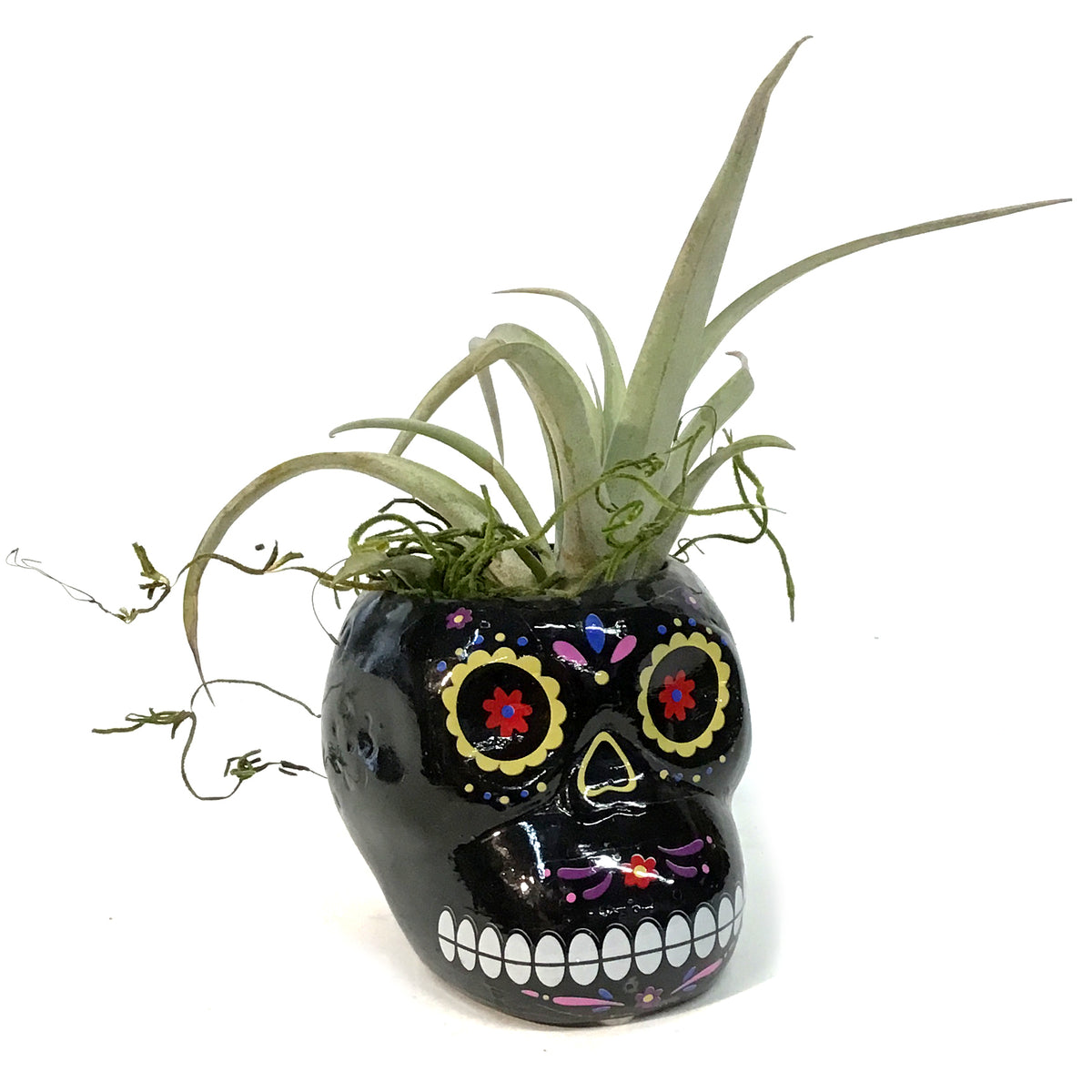Tillandsia with Sugar Skull