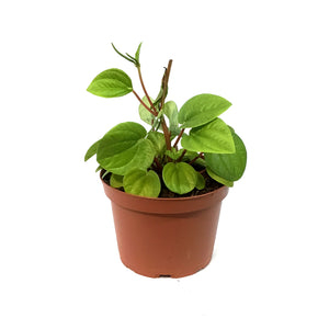 Peperomia, 6in,Rana Verde