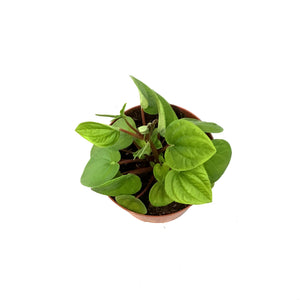 Peperomia, 6in,Rana Verde