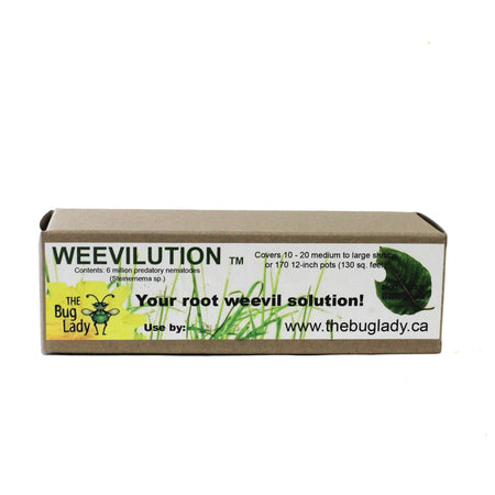 Weevilution (Heterorhabditis bacteriophora), 6m, s