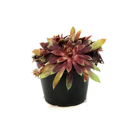 Chick Charms®, 6in, Giant Gold Mine,Hens & Chicks