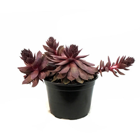 Chick Charms®, 6in, Giant Steel, Hens & Chicks