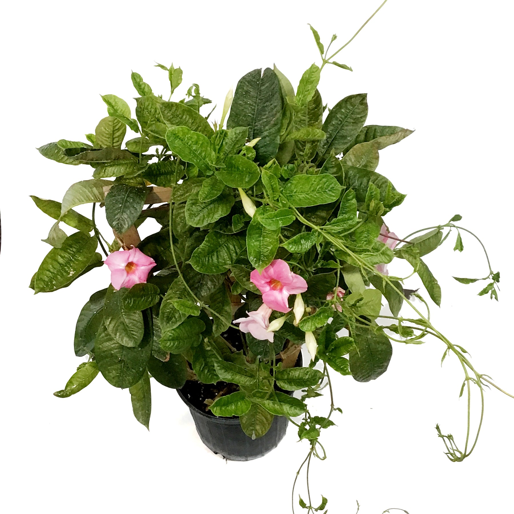 花てん様 Dipladenia, 10in, Trellis – Floral Acres Greenhouse & Garden Centre