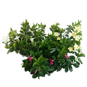 Dipladenia, 10in, Hanging Basket