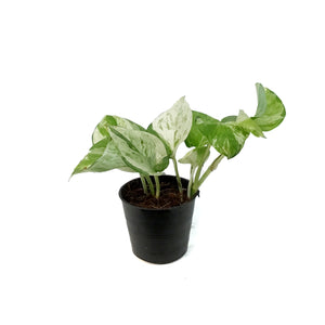 Pothos, 3in, Majula