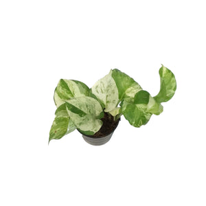 Pothos, 3in, Majula