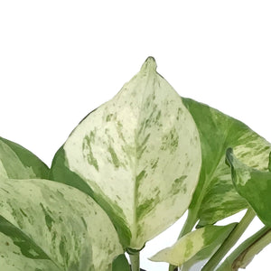 Pothos, 3in, Majula