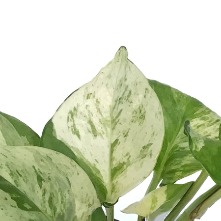 Pothos, 3in, Majula