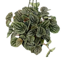 Load image into Gallery viewer, Peperomia, 6in HB, Red Ripple
