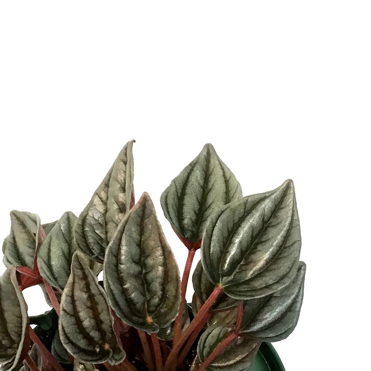 Peperomia, 6in HB,Turboensis