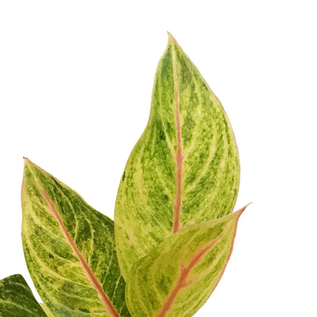 Aglaonema, 6in, Golden Madonna