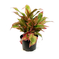 Aglaonema, 6in, Siam  Red