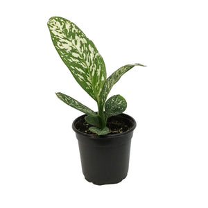 Dieffenbachia, 4in, White Blizzard