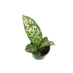 Dieffenbachia, 4in, White Blizzard